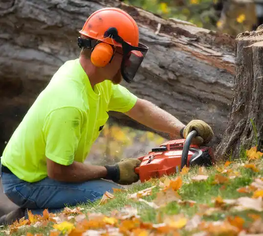 tree services Reed City